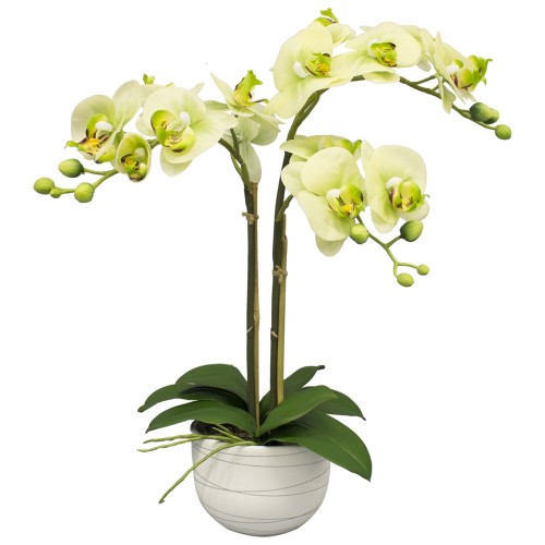 orhideie-galbena-2-crengute